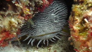 Splendid toadfish, Cozumel